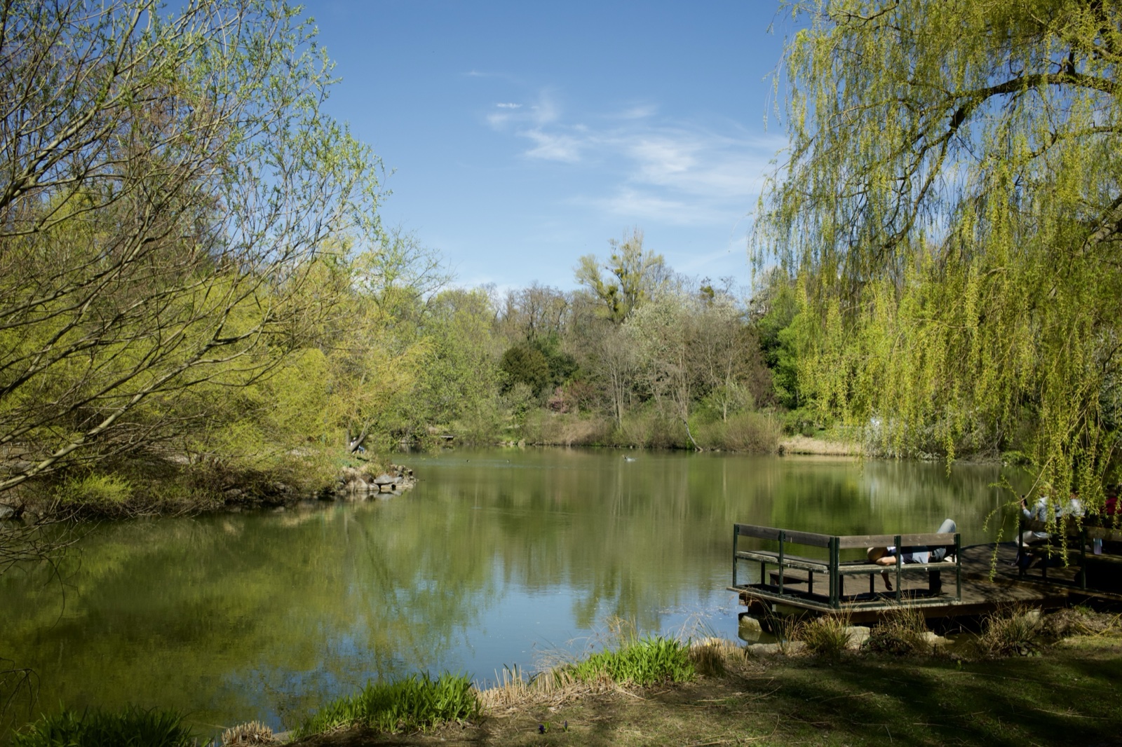 Park lake with willow tree — Best Alex Shots, Vienna
